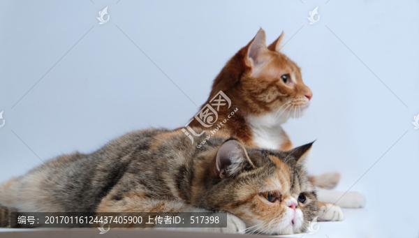 加菲貓