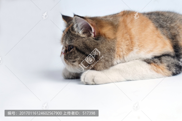 加菲貓