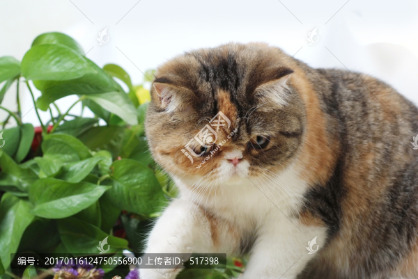 加菲貓