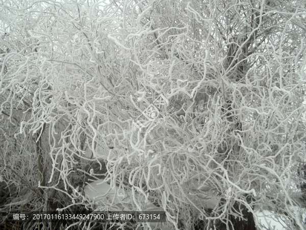 雪松