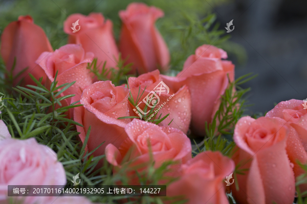粉色玫瑰