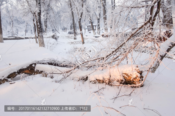 冬天的樹林