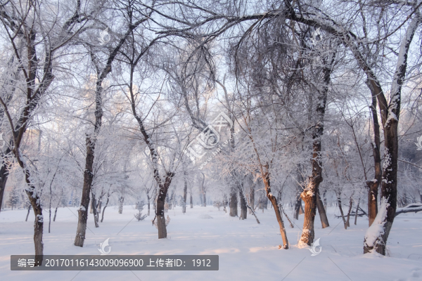 冬天的樹林