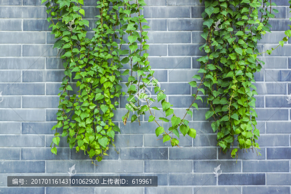 灰墻爬山虎