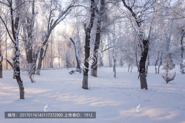 冬天的樹林