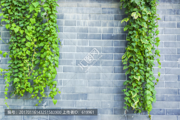 灰墻爬山虎