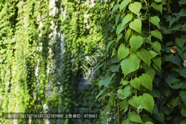 灰墻爬山虎