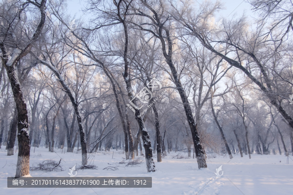 冬天的樹林
