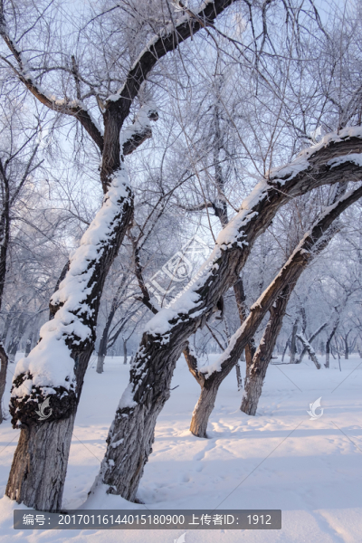 冬天的樹(shù)林