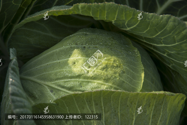蓮花白