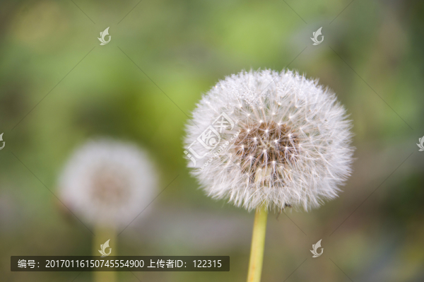 蒲公英