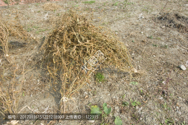 黃豆收割