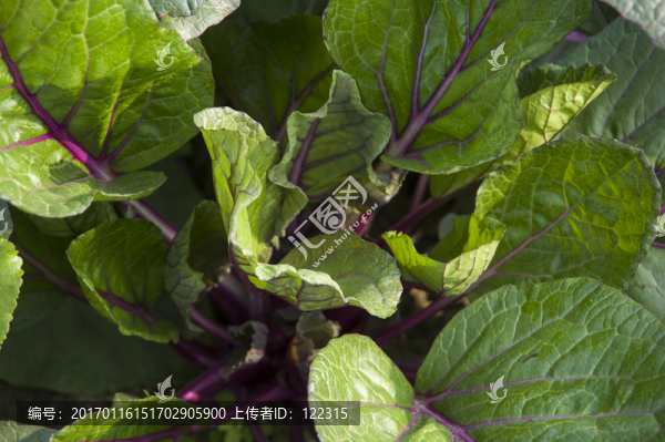 新鮮蔬菜