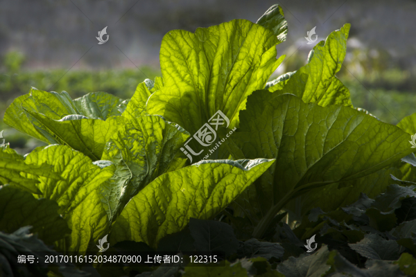 純天然唯生素
