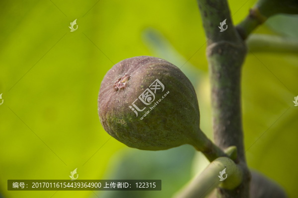 無花果