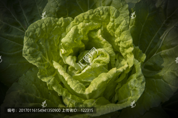 葉綠素