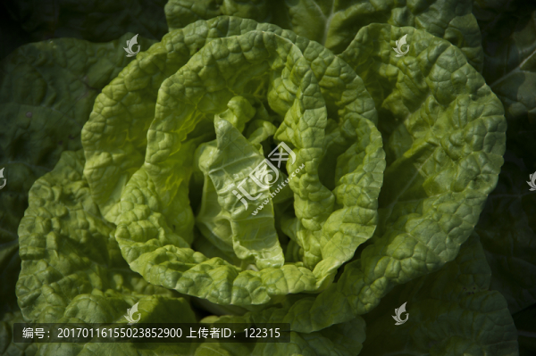 蔬菜