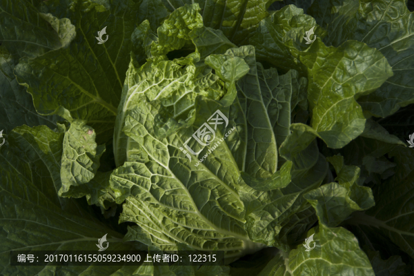 綠色蔬菜