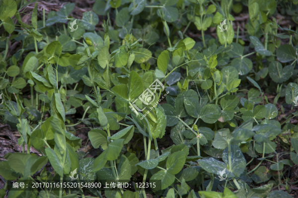 菜地里的豌豆尖