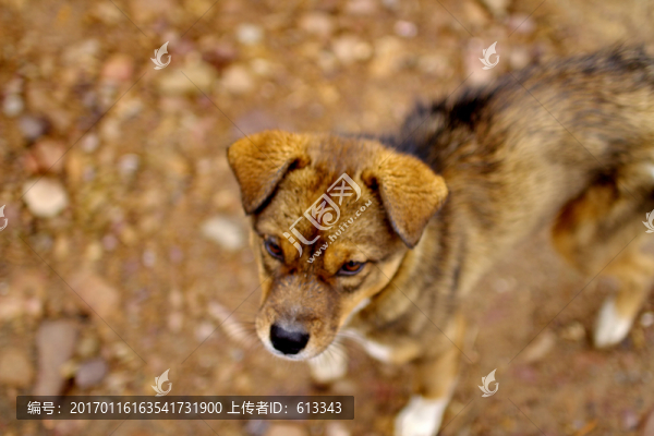 大黃狗