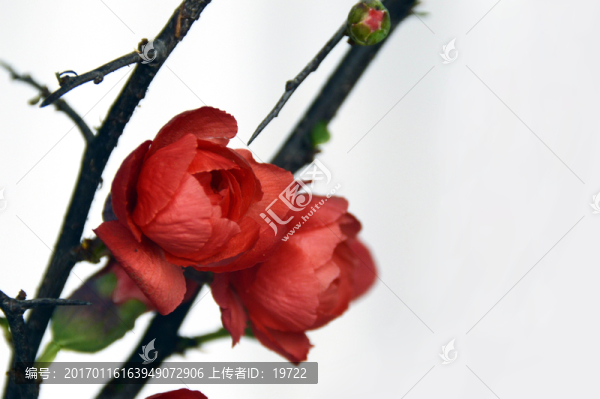 梅花特寫圖