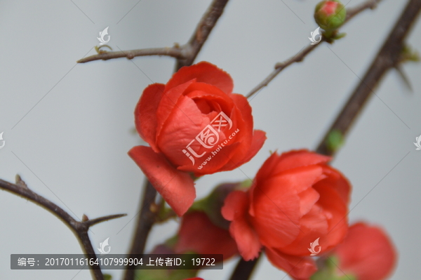 梅花特寫圖-匯圖網(wǎng) www.fosd68.com 梅花特寫圖