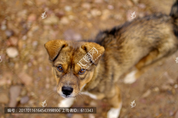 大黃狗特寫