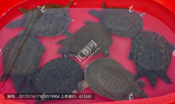 甲魚(yú)群聚圖