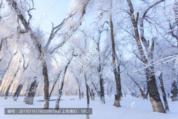 冬天的樹林
