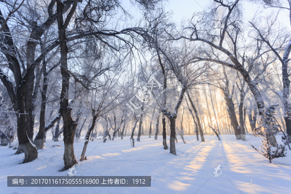 冬天的樹林