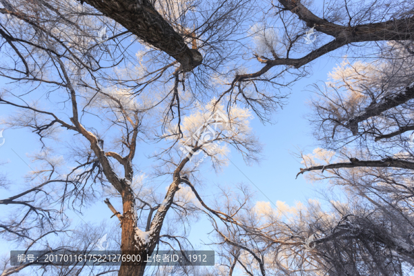冬雪