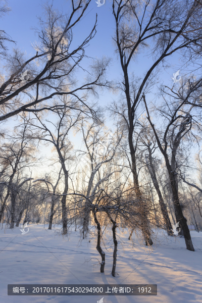 冬雪