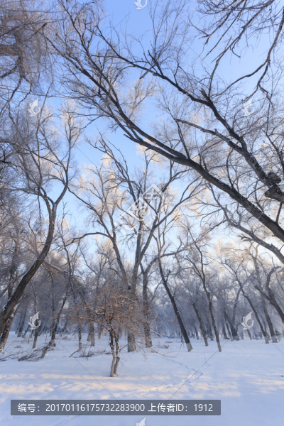 冬雪