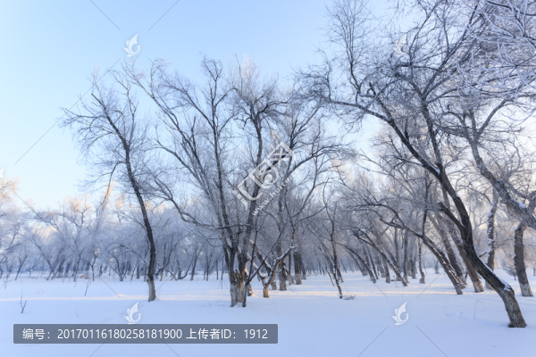 冬天的樹林