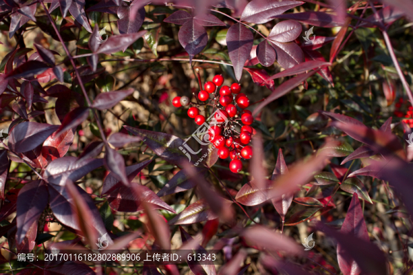 紅彤彤的果實