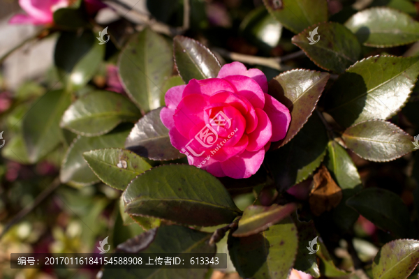 鮮艷的茶花
