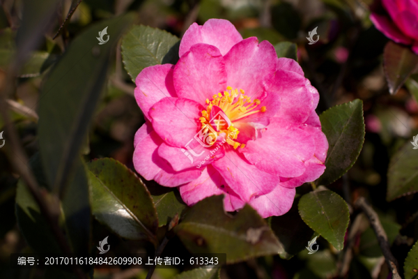一朵紅茶花