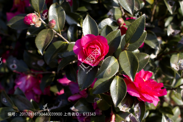 冬季的鮮艷山茶花