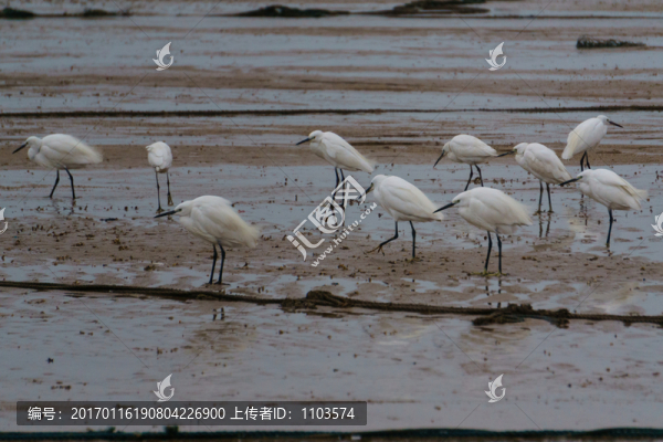 白鷺-匯圖網(wǎng) www.fosd68.com 白鷺