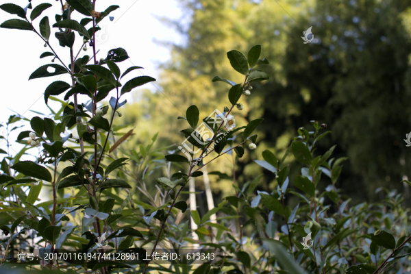 茶樹花蕾