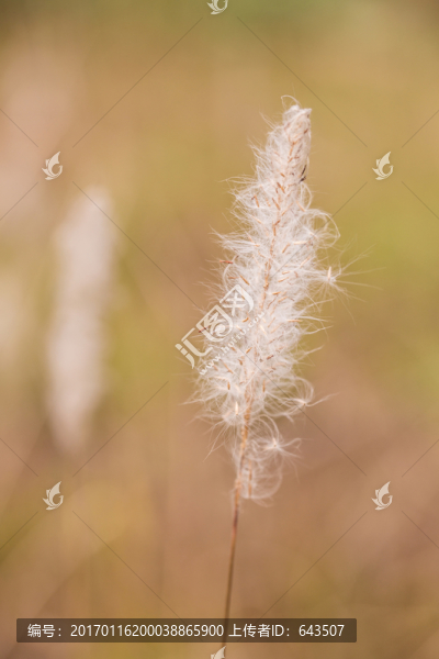 白茅