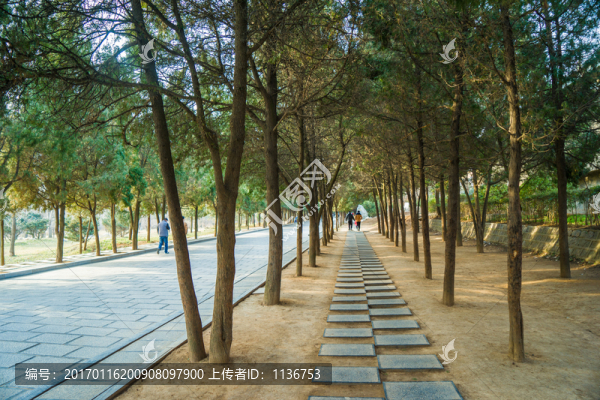 松柏遮蔽的道路