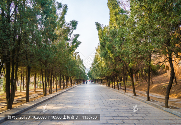 松柏遮蔽的道路
