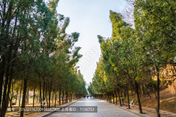 松柏遮蔽的道路