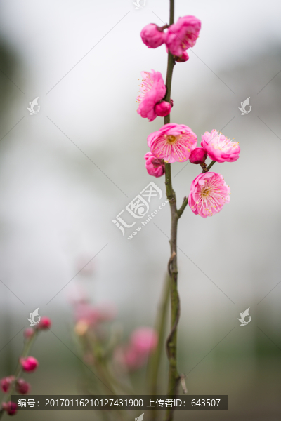 梅花