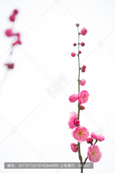 梅花