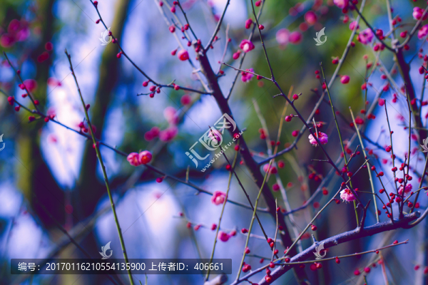 紅梅