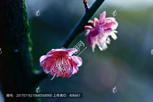 紅梅