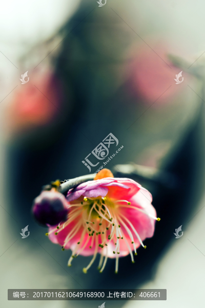 紅梅