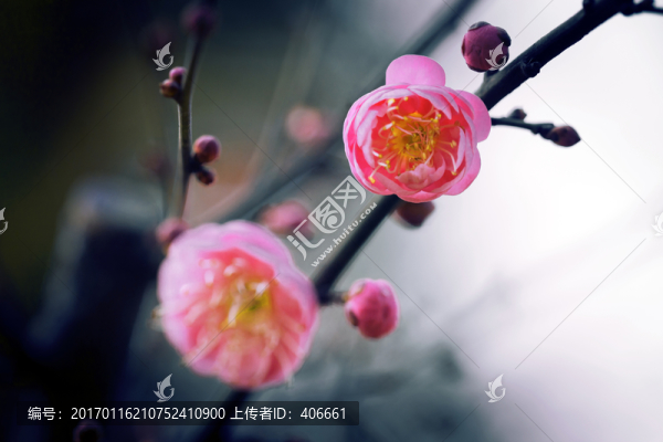 紅梅